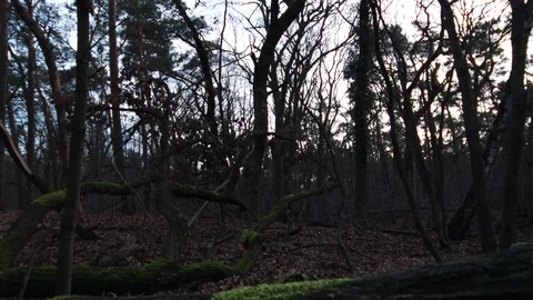 Crane ride over an old moss covered tree in the forest Stock Footage 123978997