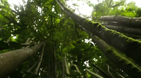 Crane Rising Through Bamboo Forest Vidéo 12419345