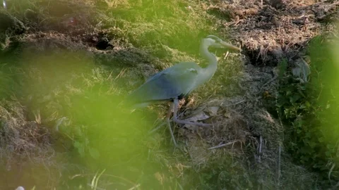 Crane on river bank Video stock 98608929