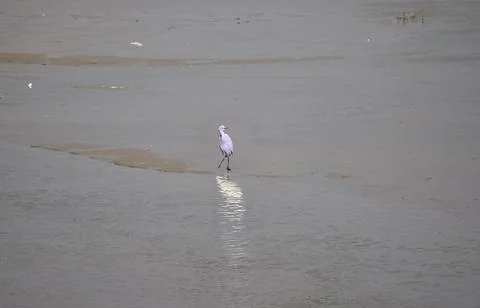 Crane in river Stock Photos