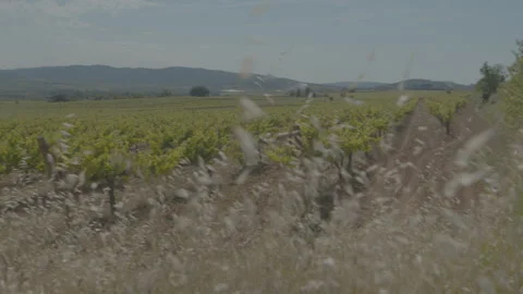 CRANE UP RtOL reveal vineyard from behind grass v3 6K to UHD Stock Footage 246360010