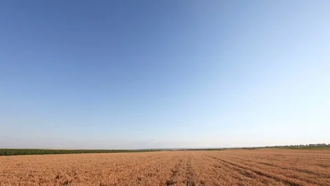 Crane shoot wheat field Stock Footage 76868310