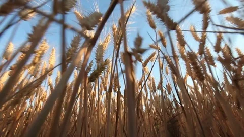 Crane shoot wheat field Stock Footage 76882730