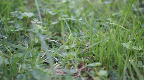 Crane shot between grass 스톡 동영상 42910030