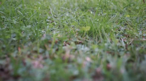 Crane shot between grass free Stock Footage 42909839