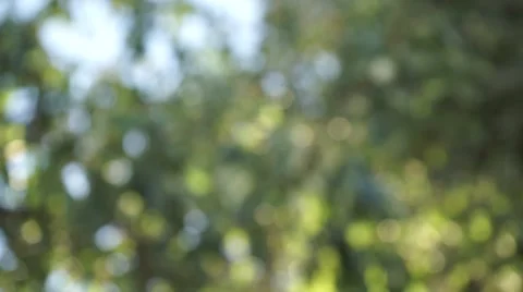 Crane shot between trees fast Vídeos de archivo 42910373