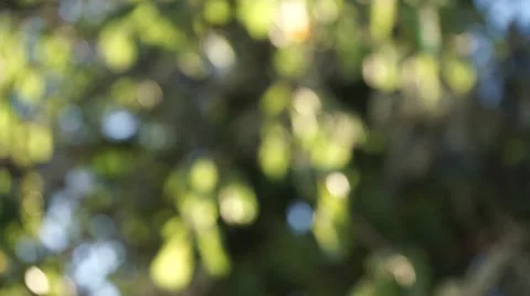 Crane shot between trees 스톡 동영상 42910375