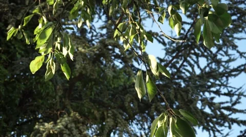 Crane shot between trees Vídeos de archivo 42910405
