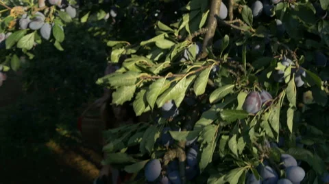 Crane shot from blue sky through the plums treetops,young farmers pass by Pakito Stock Footage 66419977
