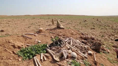 Crane Shot of bones scattered on the ground at an ISIS mass grave in Iraq Stock Footage 63055852