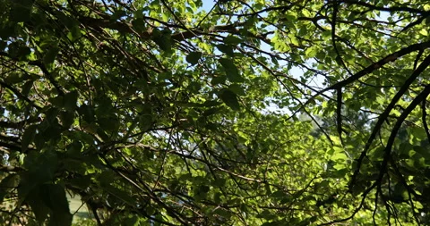 Crane shot from a canopy of a tree on a beach by a lake Видео 130918023