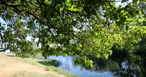 Crane shot from a canopy of a tree by a lake Stock Footage 130907261