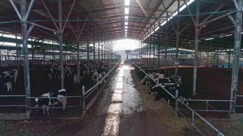 Crane shot from cows eating on a large dairy farm to the green landscape Stock Footage 102373792