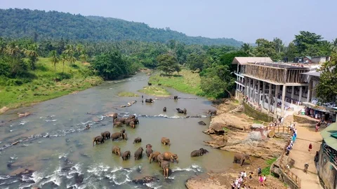 Crane shot of elephants playing in the river next to people Stock Footage 99775467