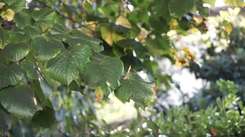 Crane shot 스톡 동영상 42897602