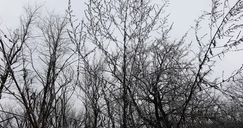 Crane shot of forest with branches of white frost Stockbeeldmateriaal 123321706