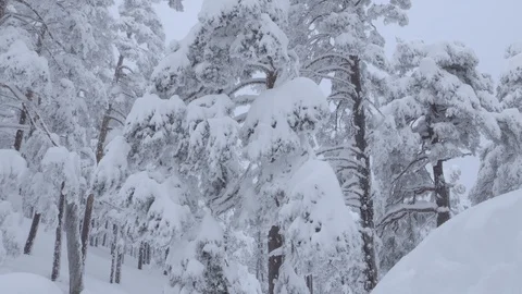 Crane shot from forest to snow Stock Footage 86219461