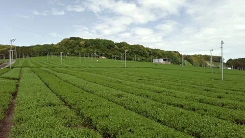 Crane Shot of Fresh Tea Fields in Fukuroi, Shizuoka, Japan Stock Footage 334370380