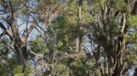 Crane shot of Juniper Tree Stock Footage 37036815