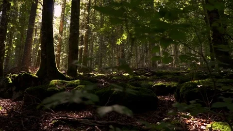 Crane shot of man arriving to the forest.  Stock Footage 80676954