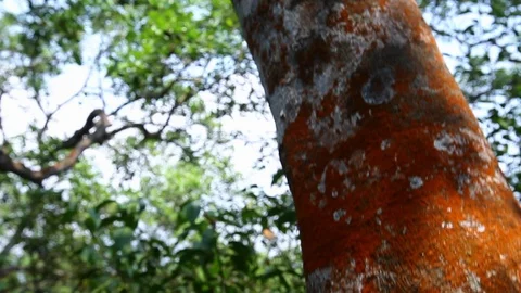 Crane Shot of Mangrove Forest with Red Color Algae on Trees Video stock 86800515