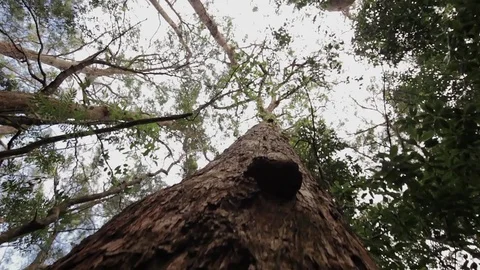 Crane Shot Moving Up Tree In Forest Stock Footage 76284109