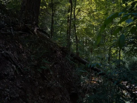 Crane shot in Ohio forest overlooking stream Stock Footage 77151944