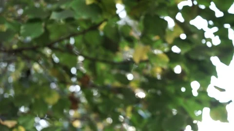 Crane shot out of focus 스톡 동영상 42897779