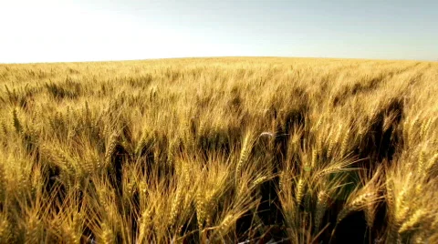 Crane shot over huge dry wheat field Stock Footage 791567