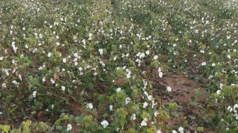 Crane shot over large cotton field Stock Footage 131341436