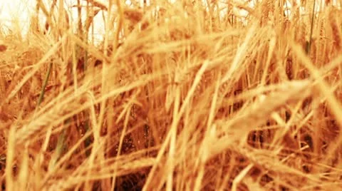 Crane shot over wheat field Stock Footage 18151346