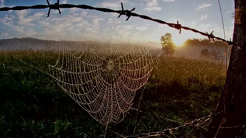 Crane shot  past a spiders web suspended between a barbed wire fence. Видео 133628243