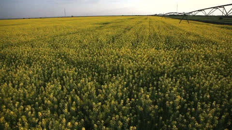 Crane shot of rapeseed field Stockbeeldmateriaal 23373665