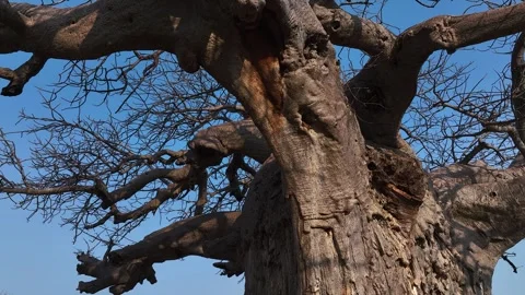 Crane shot rises up textured trunk of huge Baobab tree in Zimbabwe 動画素材 345330339