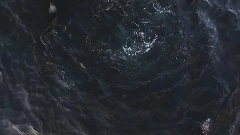 Crane shot of seals diving and splashing in sea near Cape Bridgewater. Stock Footage 86894211