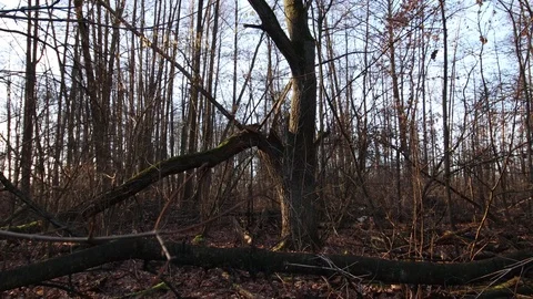 Crane shot from the sky to the ground in the bare swampy  forest Stock Footage 123979603