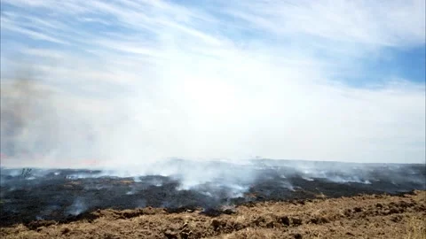 Crane shot of smoke from a prescribed burn Stock Footage 199703053