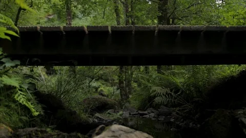 Crane shot from stream over bridge in Scottish Forest Stock Footage 112760374