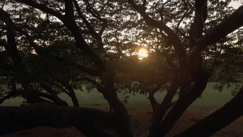 Crane shot of sun ray trough a big tree branches in city park Stock Footage 74901349
