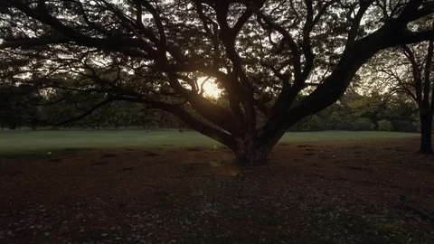 Crane shot of sun ray trough a big tree branches in city park Stock Footage 74905861