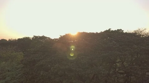 Crane shot of sun ray trough a big tree branches in city park Stock Footage 74906693