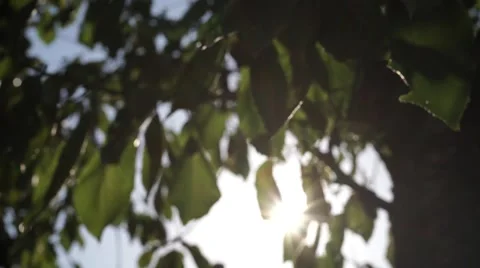 Crane shot , through cherry sheet 스톡 동영상 42898470