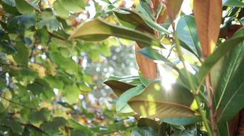 Crane shot through the leaves 스톡 동영상 42898305