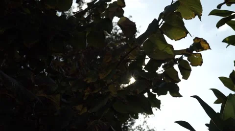 Crane shot through the leaves sky 스톡 동영상 42898445