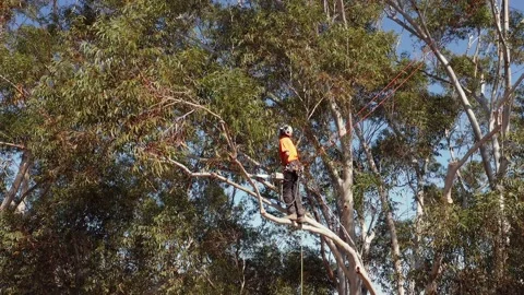 Crane shot of tree lopper or arborist attached to ropes on tree branche Stock Footage 140311306