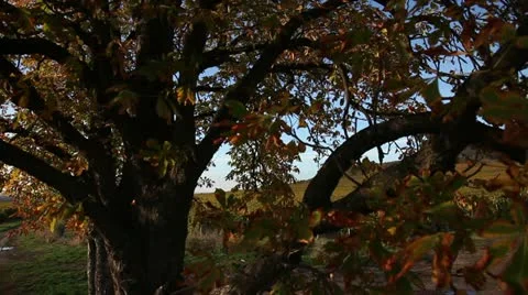 Crane shot from tree to vineyard Stock Footage 12543813