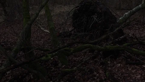 Crane shot of two fallen uprooted birch trees in the forest after the storm Stock Footage 123979034