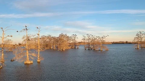 Crane shot view of trees in lake populated with birds Stock Footage 101304800