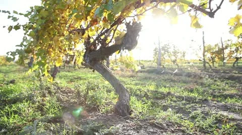 Crane shot of vineyards Stockbeeldmateriaal 12550995