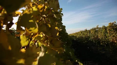 Crane shot of vineyards Stock Footage 12551935